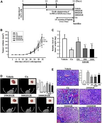 Effects of Gallotannin-Enriched Extract of Galla Rhois on the Activation of Apoptosis, Cell Cycle Arrest, and Inhibition of Migration Ability in LLC1 Cells and LLC1 Tumors